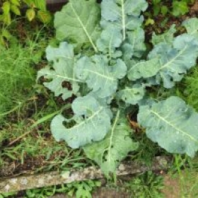 BroccoliFenchel 2026-07-01 11.06.